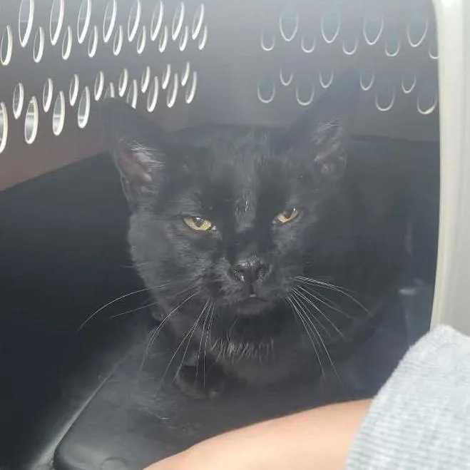A young small-sized male Black Domestic Short Hair cat named Moody for adoption in Inwood, WV