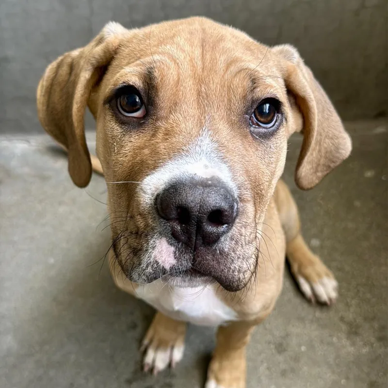 A baby medium-sized male Yellow / Tan / Blond / Fawn Mastiff dog named Pony A for adoption in Mission Hills, CA