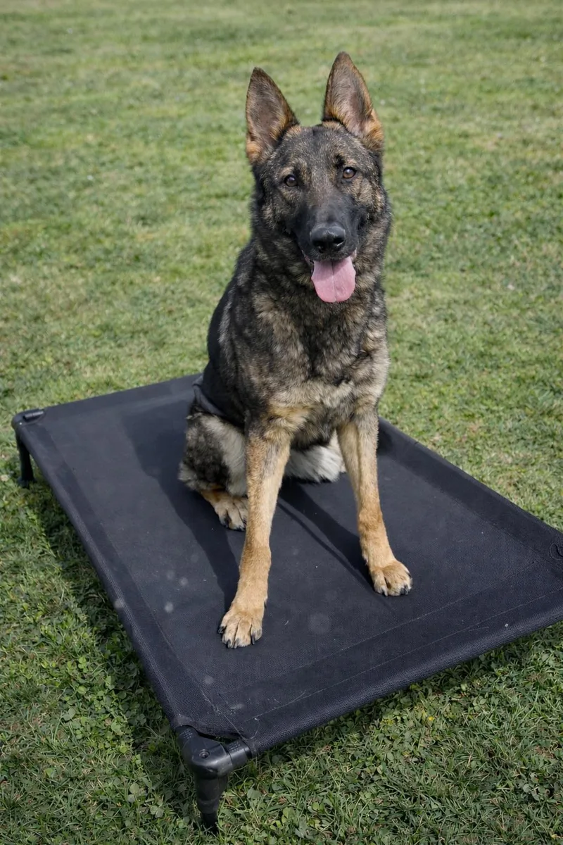 A young large-sized female Black Belgian Shepherd / Malinois dog named Jamaica for adoption in Tomball, TX