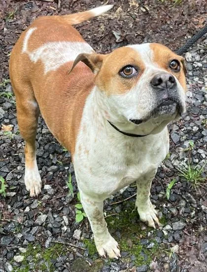An adult large-sized female Boston Terrier dog named Etta for adoption in Blue Ridge, GA