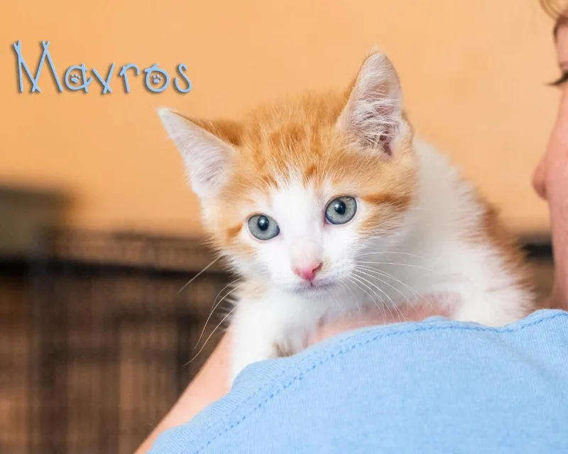 Mavros