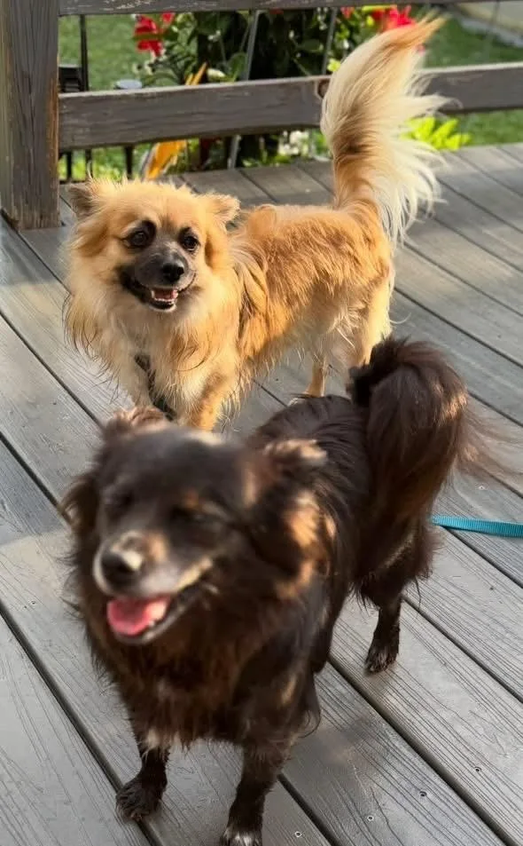 An adult small-sized female Chihuahua dog named Brooke & ZackBONDED PAIR for adoption in Bridgeton, NJ