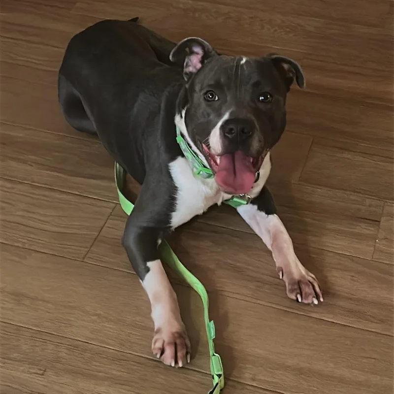 An adult medium-sized male Gray / Blue / Silver American Staffordshire Terrier dog named Gator for adoption in Avon, OH