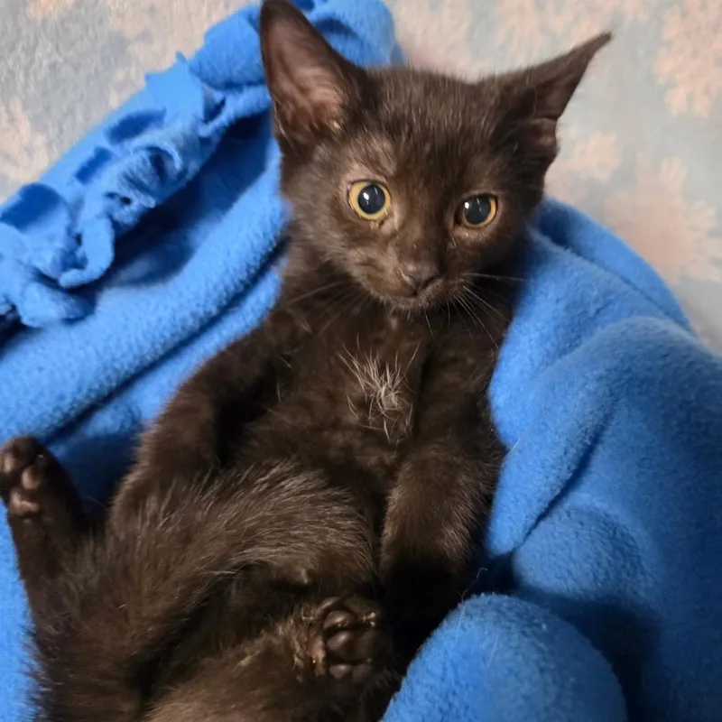 A baby medium-sized female Black Domestic Short Hair cat named Felicity Jane for adoption in Graham, WA