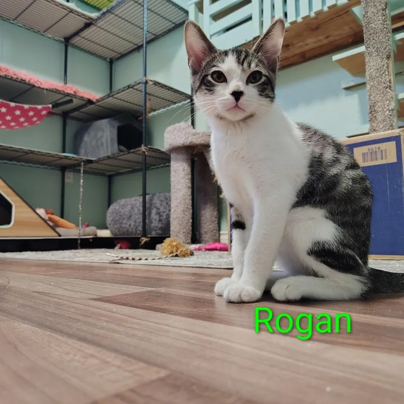 A baby small-sized male White Domestic Short Hair cat named Rogan for adoption in Spokane, WA