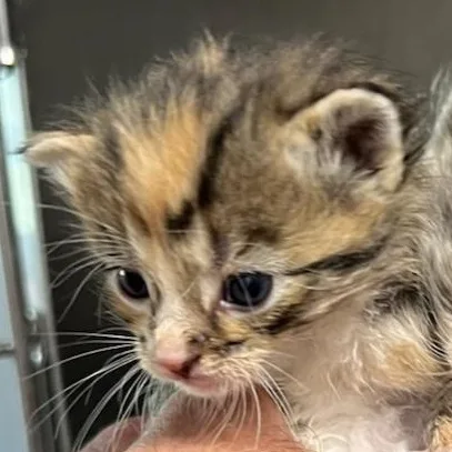 A baby medium-sized female Calico cat named Rachel for adoption in Saint Marys, WV