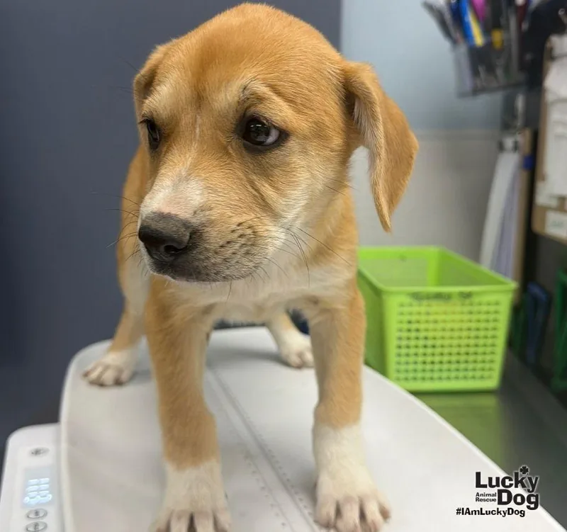 A baby large-sized female Shepherd dog named Muffin for adoption in Washington, DC