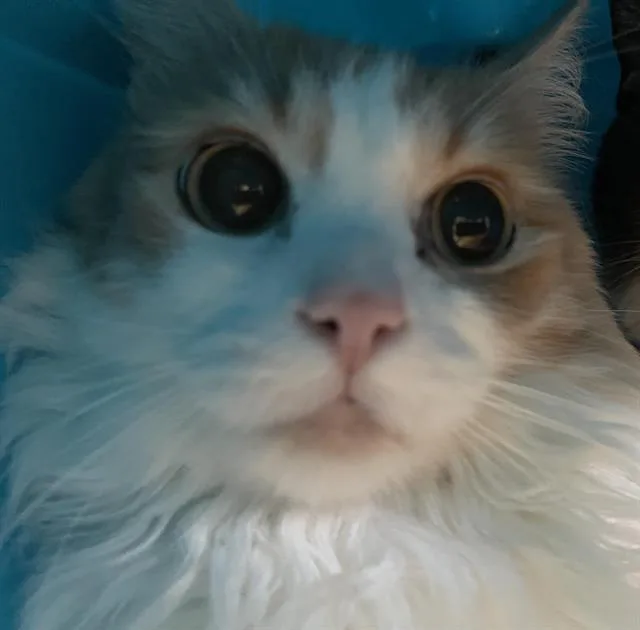 An adult medium-sized female Domestic Long Hair cat named Princess for adoption in Auburn, CA