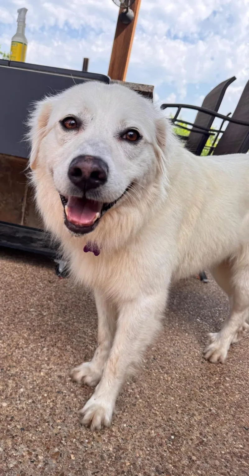 A young medium-sized female Great Pyrenees dog named Dixie for adoption in Keller, TX