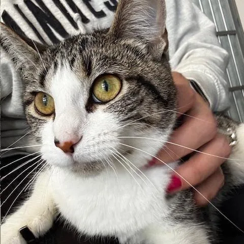 A young medium-sized female Tabby (Gray / Blue / Silver) Domestic Short Hair cat named Emma Jean for adoption in Hutchinson, MN
