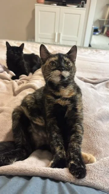 A baby medium-sized female Tortoiseshell Domestic Short Hair cat named Gimli for adoption in Springfield, OR