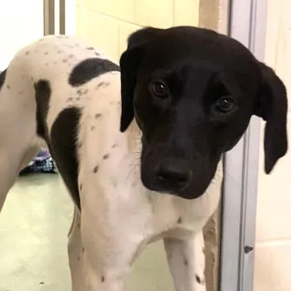A young medium-sized female Mixed Breed dog named Inkwell for adoption in Cincinnati, OH