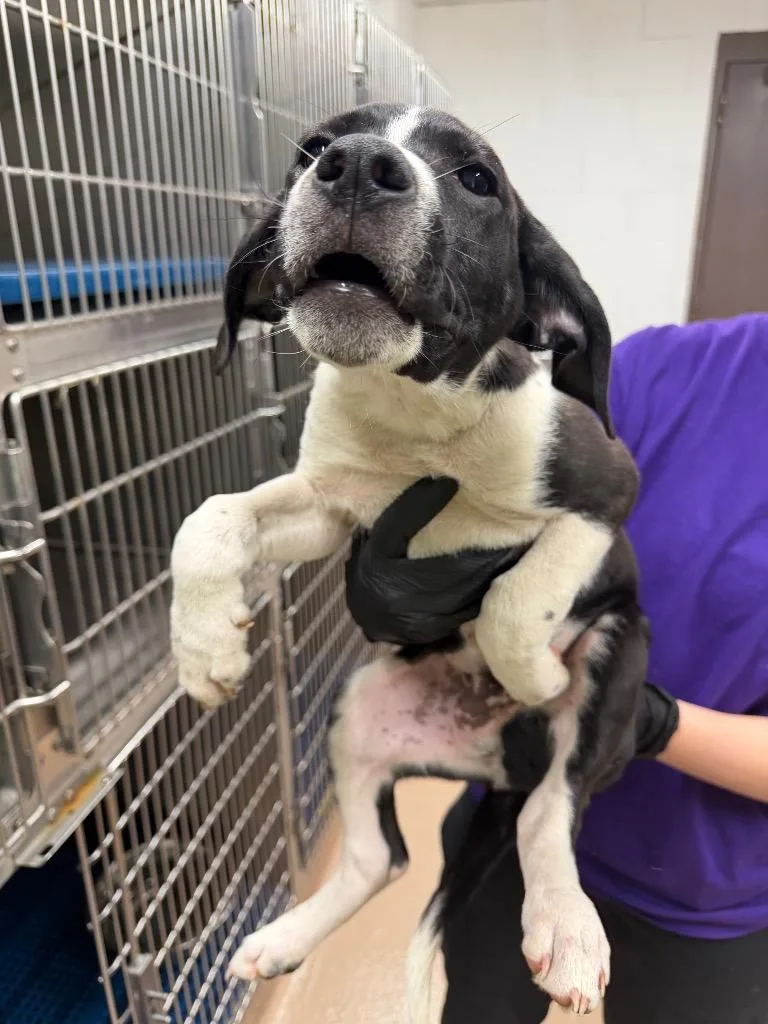 A baby large-sized male Affenpinscher dog named Mackerel for adoption in Nacogdoches, TX