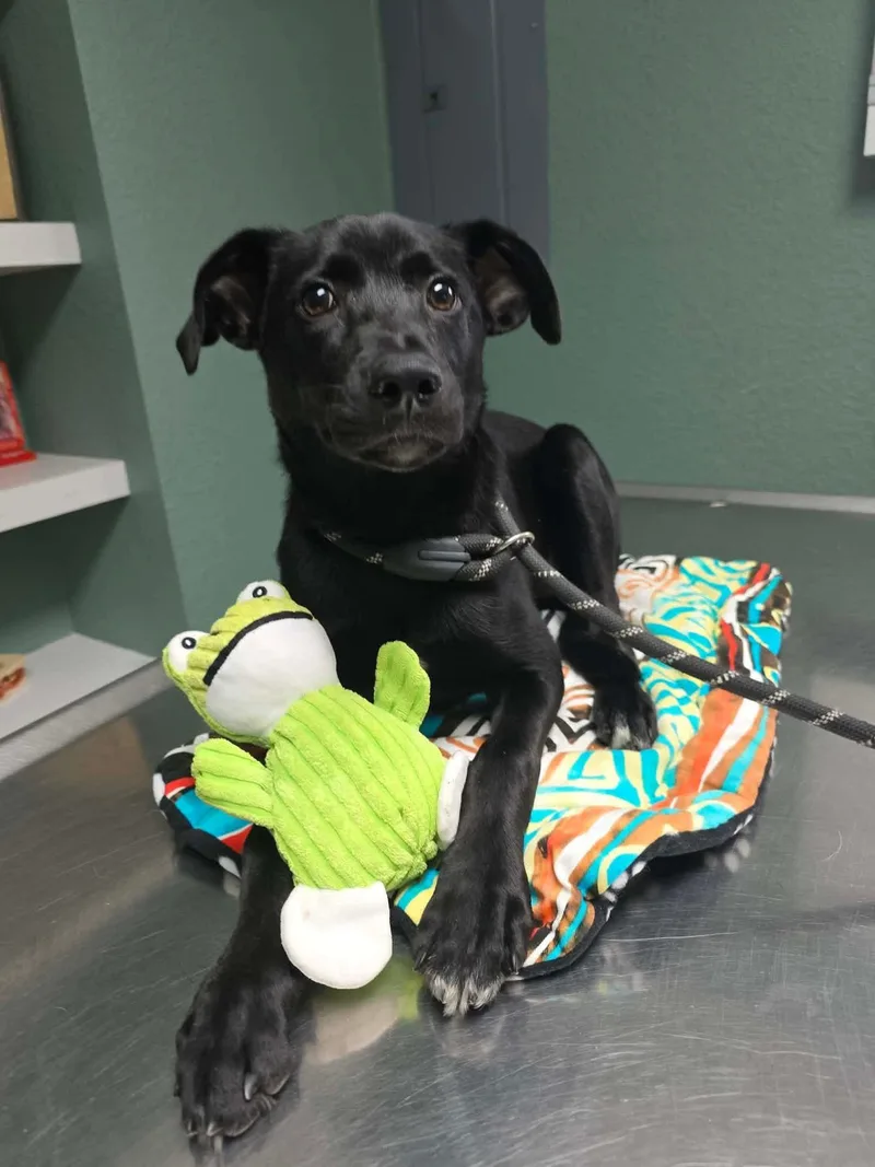 A baby medium-sized female Black Labrador Retriever dog named Georgia for adoption in Elkton, MD