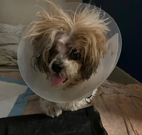A senior small-sized female Shih Tzu dog named Lily for adoption in Oceanside, CA