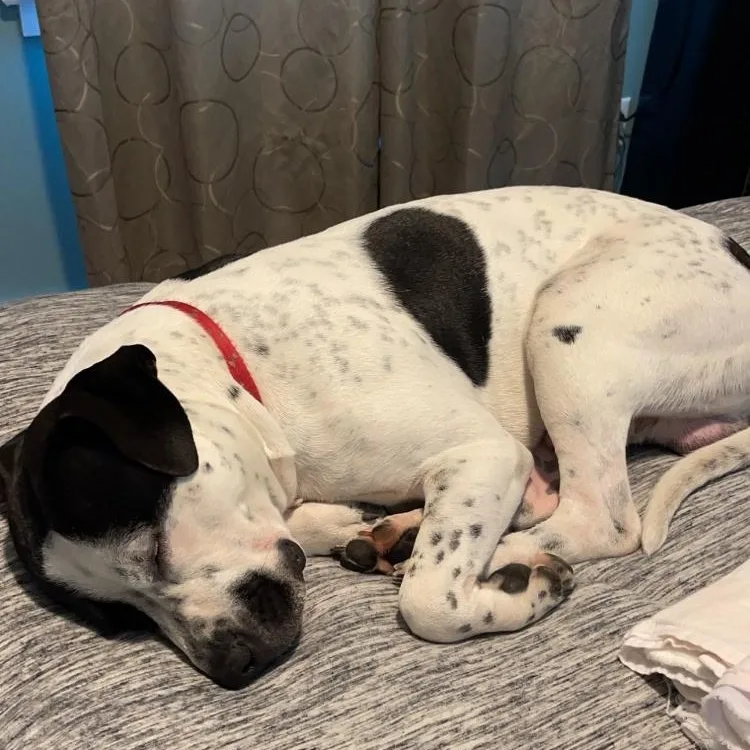 An adult medium-sized male Labrador Retriever dog named Baxter for adoption in Midland, MI