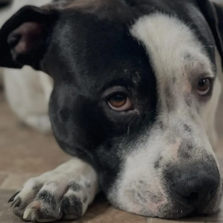 Baxter thumbnail 2