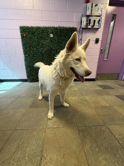 An adult large-sized female White / Cream Siberian Husky dog named 61046703 for adoption in El Paso, TX
