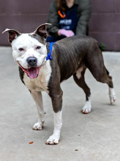 Baroness thumbnail 3