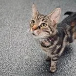 An adult medium-sized female Tabby (Gray / Blue / Silver) Domestic Short Hair cat named Tianna for adoption in Portsmouth, OH
