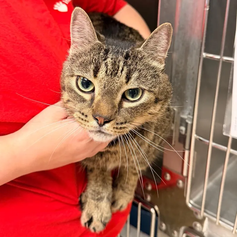 A senior large-sized male Domestic Short Hair cat named Apollo for adoption in Indianapolis, IN