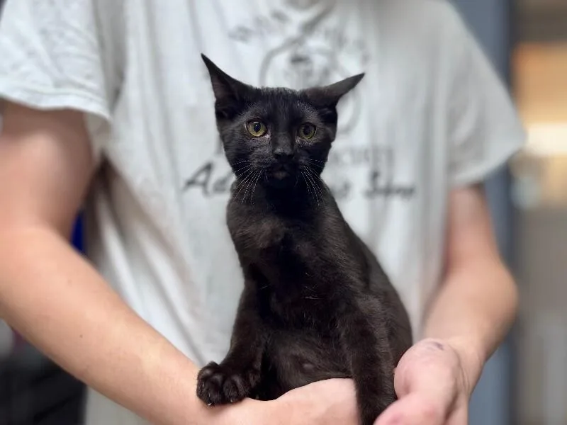 A baby medium-sized male Black Domestic Short Hair cat named Theo for adoption in Dayton, OH