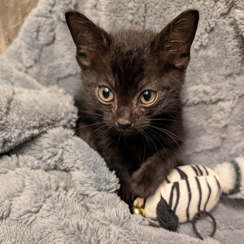 A baby small-sized male Black Domestic Short Hair cat named Popper for adoption in Columbiana, AL