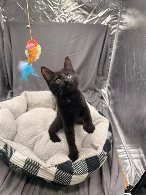 An adult small-sized male Domestic Short Hair cat named Daymian for adoption in Appling, GA