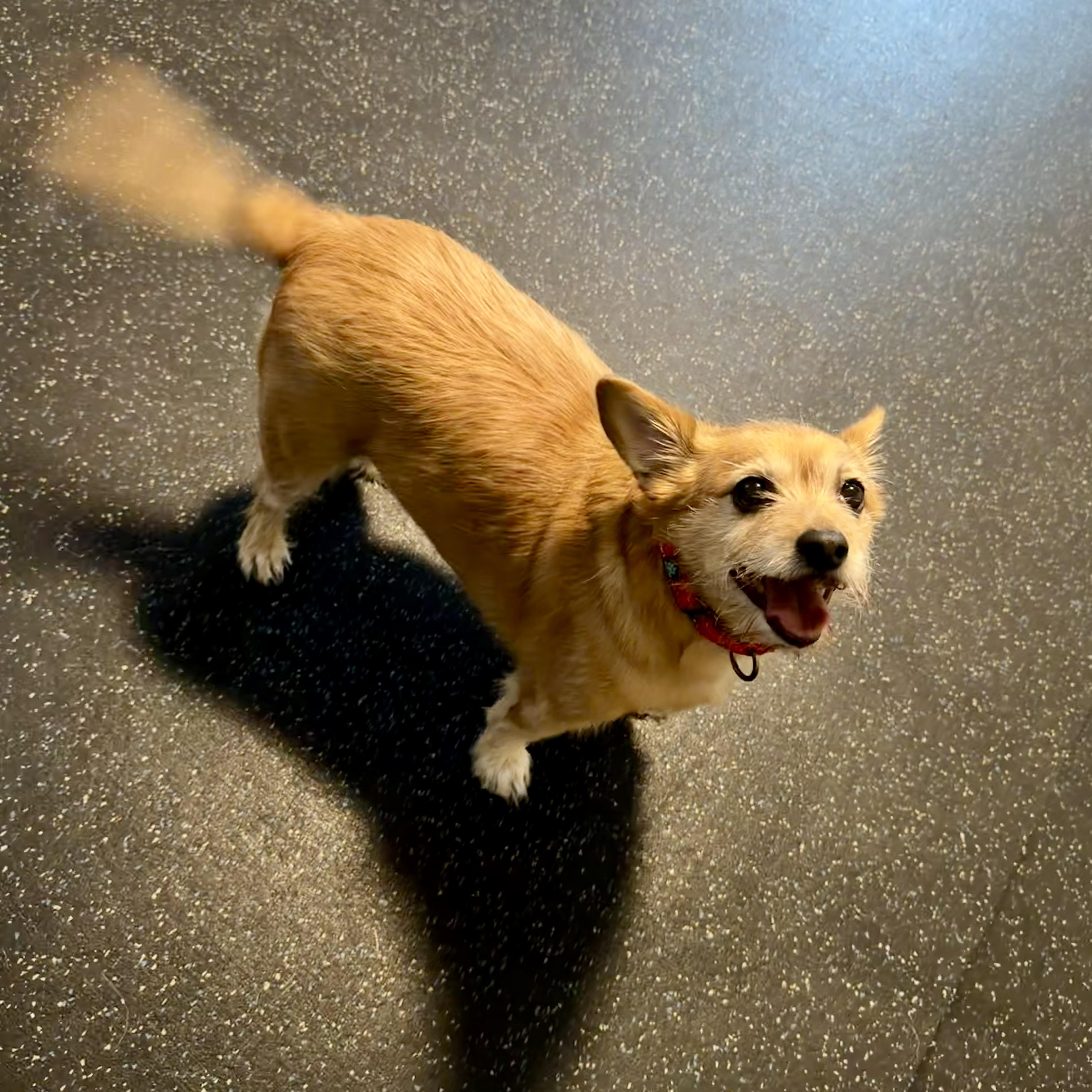 An adult small-sized male Terrier dog named Winston for adoption in Uxbridge, MA