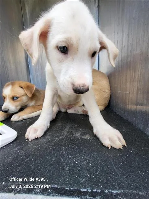 A baby small-sized male American Staffordshire Terrier dog named Ice for adoption in San Antonio, TX