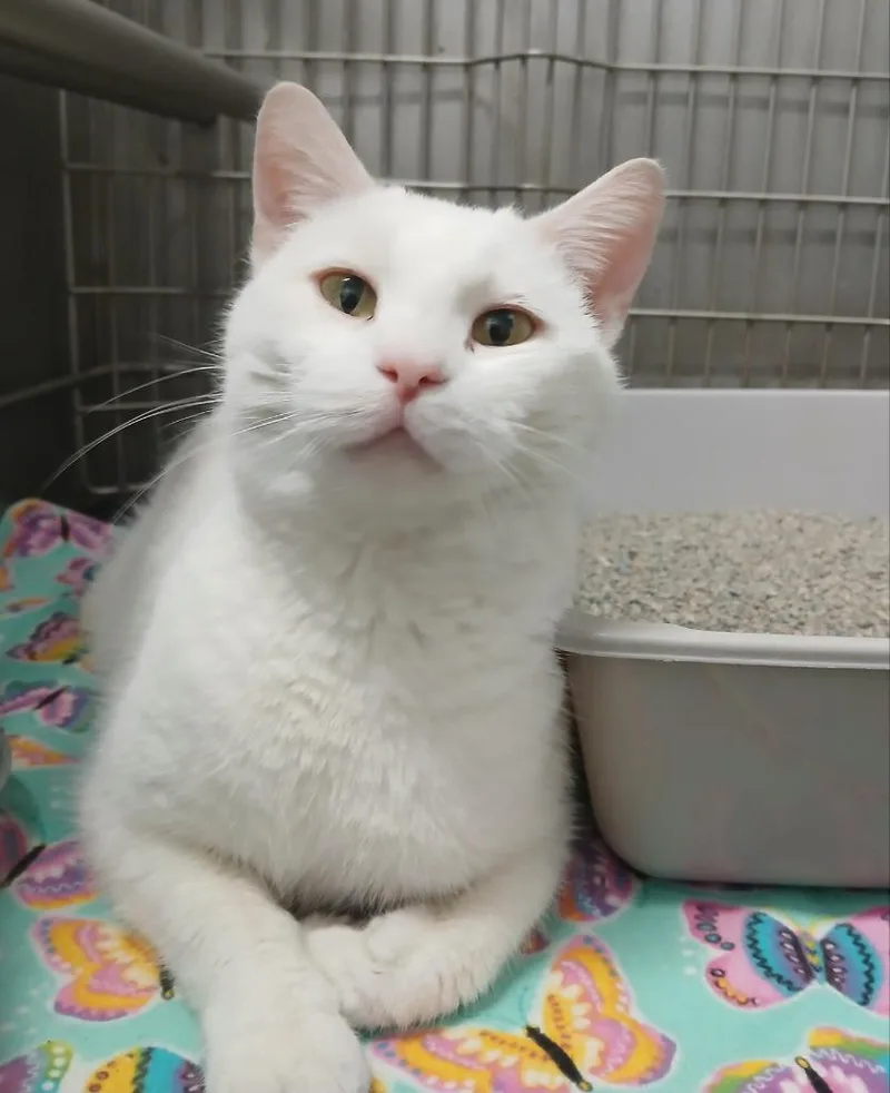 An adult medium-sized female Domestic Short Hair cat named Yuki for adoption in Ladysmith, WI