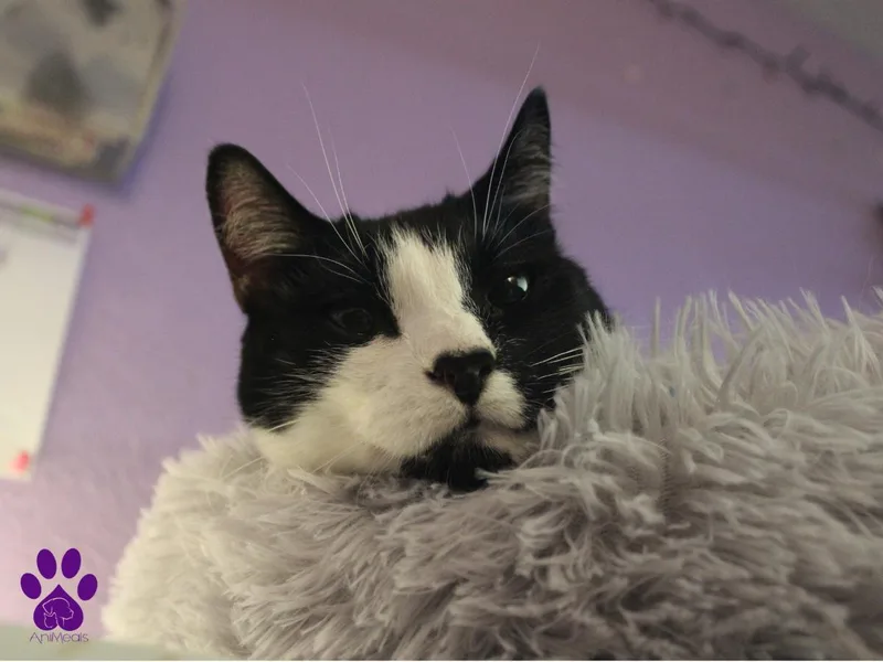 Sunshine thumbnail 3