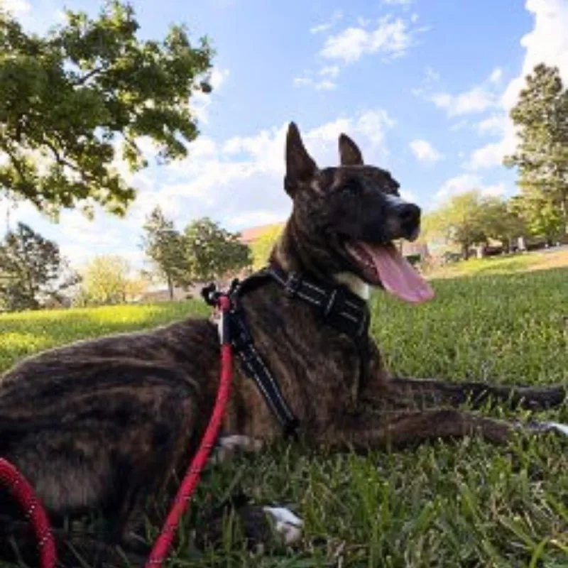 A young small-sized female Labrador Retriever dog named Rhea for adoption in Houston, TX