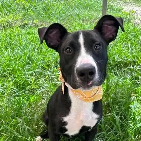 A young medium-sized female Tricolor (Brown, Black, & White) Labrador Retriever dog named Pixie A for adoption in Silsbee, TX