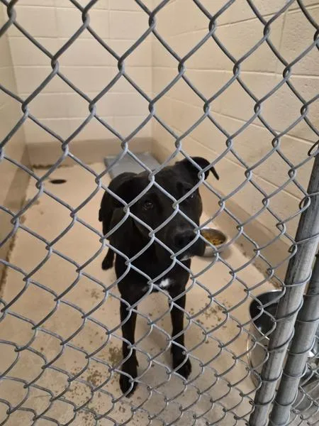 A young large-sized female Labrador Retriever dog named Ic D Brix for adoption in Lawrenceville, GA