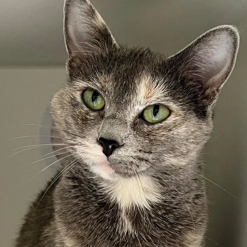 An adult medium-sized female Domestic Short Hair cat named Chochosan for adoption in Columbia, IL