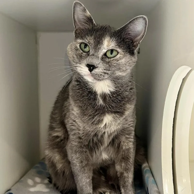 Chochosan thumbnail 2