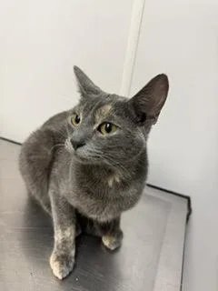 An adult small-sized female Domestic Short Hair cat named Luna for adoption in South Bend, IN