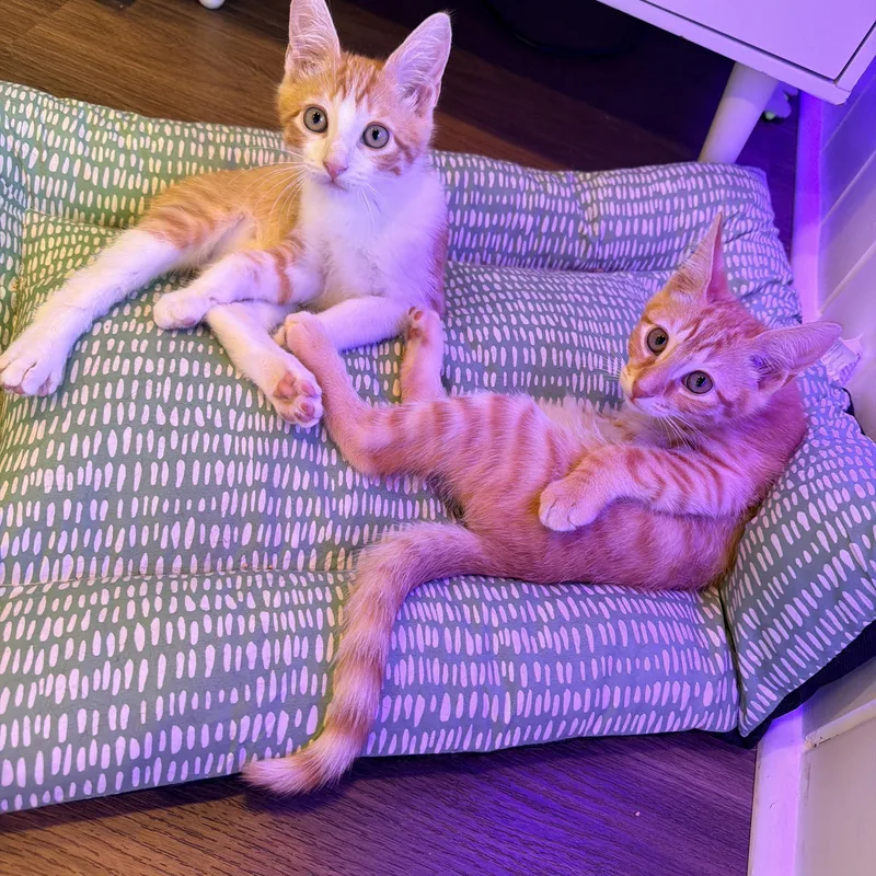 A baby small-sized female Tabby (Orange / Red) Domestic Short Hair cat named Pizzelle and Biscoff for adoption in Bellmawr, NJ