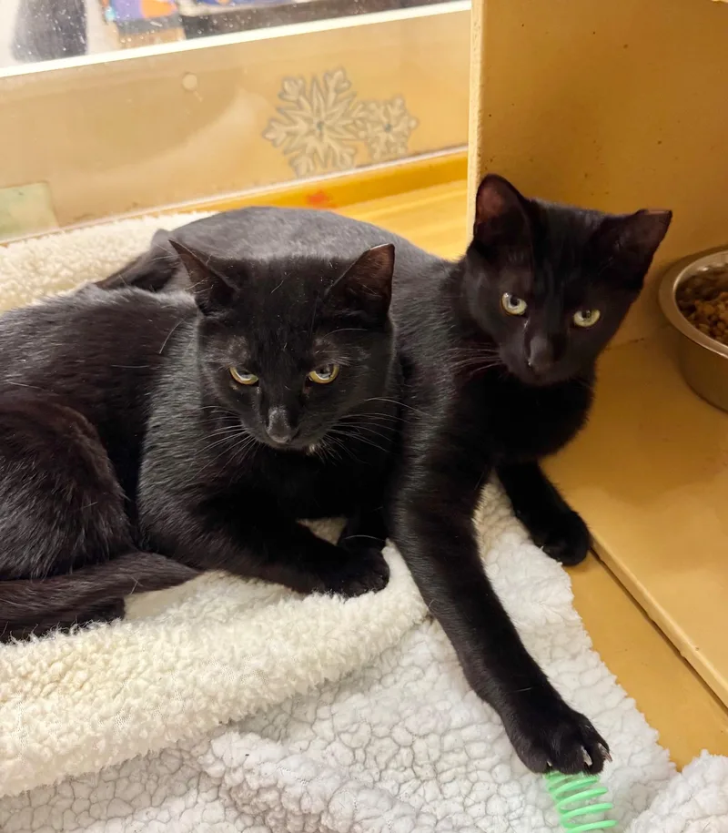 A baby medium-sized female Black Domestic Short Hair cat named Darjeeling for adoption in Springfield, PA