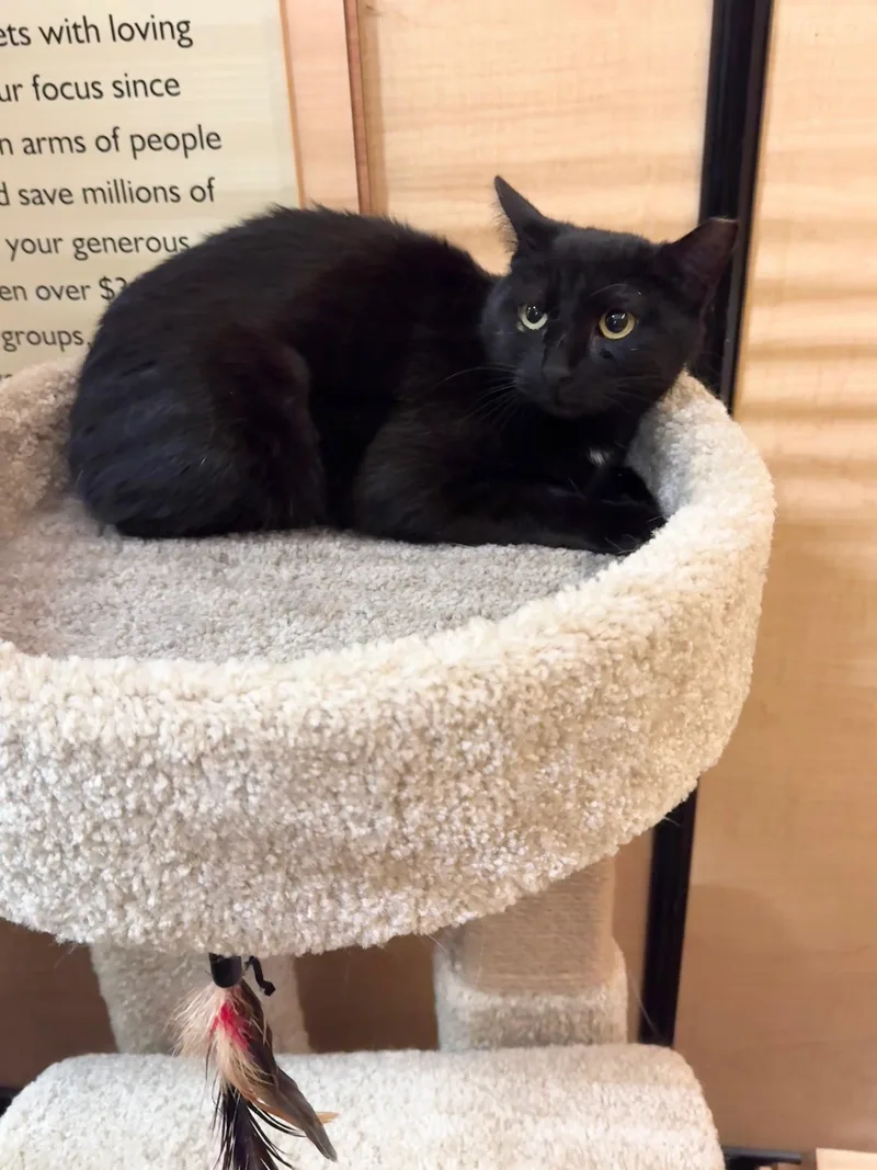 Darjeeling thumbnail 2