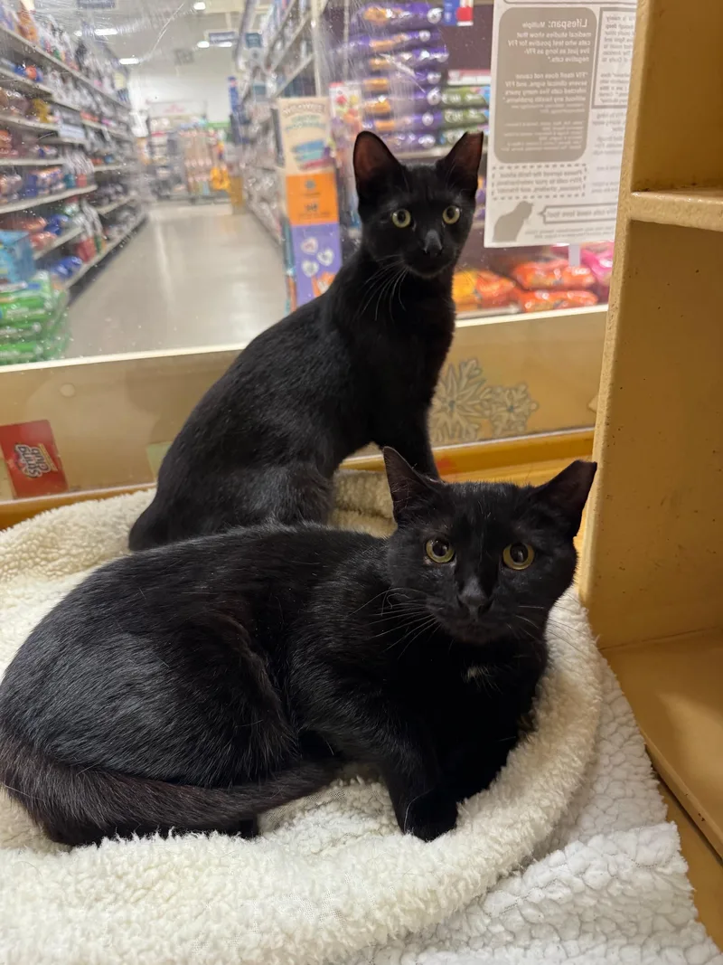 Darjeeling thumbnail 3