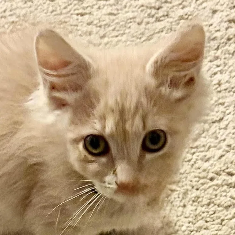 A baby medium-sized male Buff / Tan / Fawn Domestic Medium Hair cat named Nemo for adoption in Houghton Lake, MI