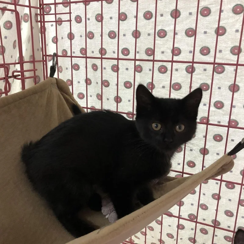 An adult medium-sized female Black Domestic Short Hair cat named Circe for adoption in Monroe, MI