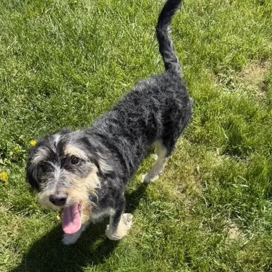 A young medium-sized male Schnauzer dog named Ozcar for adoption in Racine, WI