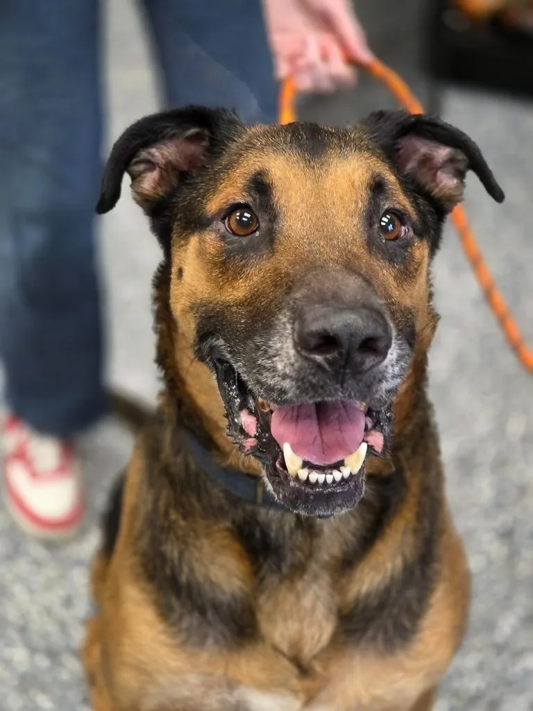 An adult extra large-sized male German Shepherd Dog dog named Oscar for adoption in Carthage, MO