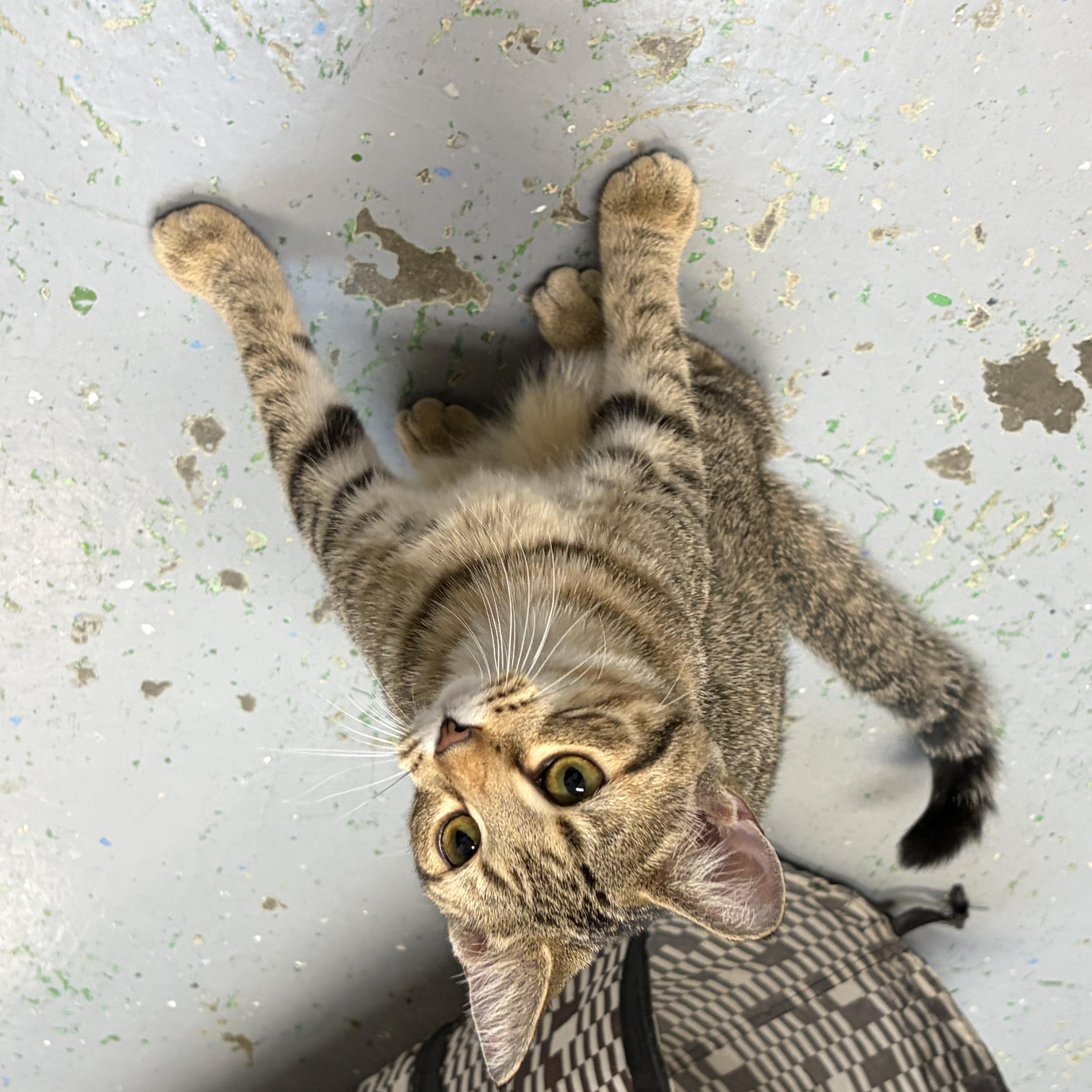 A young small-sized female Tabby (Brown / Chocolate) Domestic Short Hair cat named Marissa for adoption in Perry, GA