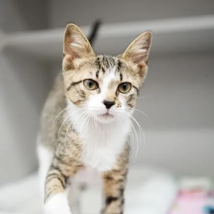 A baby small-sized male Gray / Blue / Silver Domestic Short Hair cat named Boone for adoption in Atlanta, GA