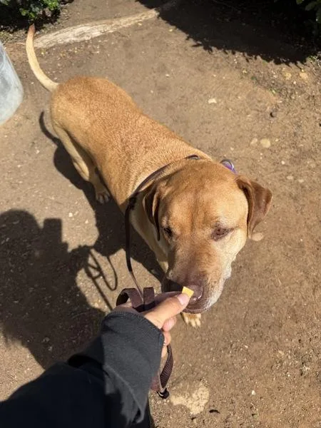 An adult extra large-sized male Labrador Retriever dog named Cheddar Bob Garcia for adoption in San Diego, CA