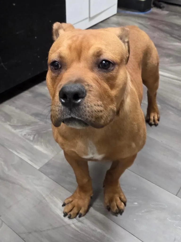 A young medium-sized male American Bully dog named Abraham for adoption in Trenton, NJ